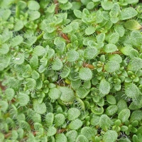 Thymus serpyllum 'Minor'